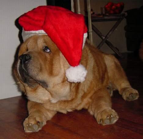 Chow chow Balou - ØV ØV ØV .....så fik hun mig  billede 9