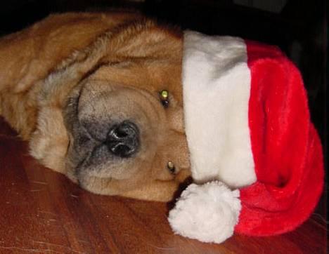 Chow chow Balou billede 10