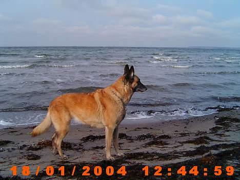 Malinois (O)nika Isell 1994-2006  billede 3