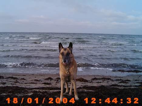 Malinois (O)nika Isell 1994-2006  billede 4