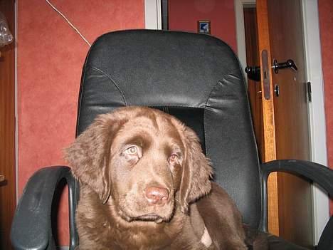 Labrador retriever Zeus billede 7