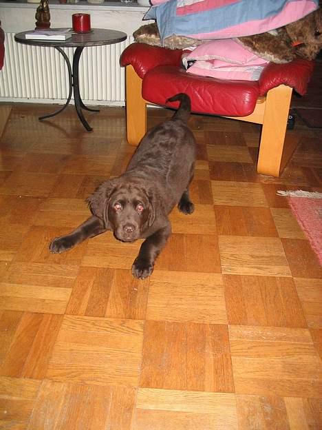 Labrador retriever Zeus billede 8