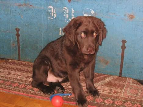 Labrador retriever Zeus billede 9