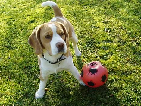 Beagle Percy - Percy november 2004 billede 9