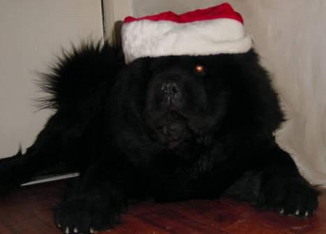 Chow chow Asron - jeg nåede lige at fange ham inden han fløj op ;o) billede 5