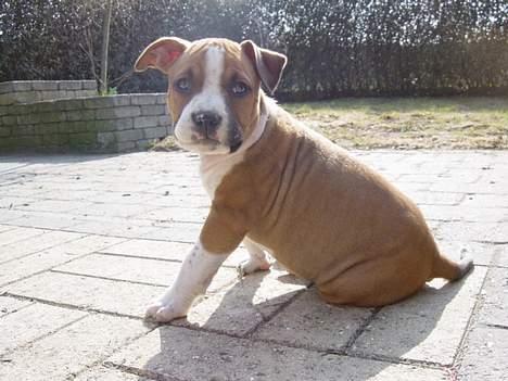 Amerikansk staffordshire terrier Destiny billede 1