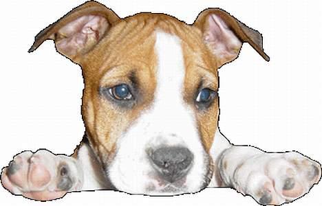 Amerikansk staffordshire terrier Destiny billede 2