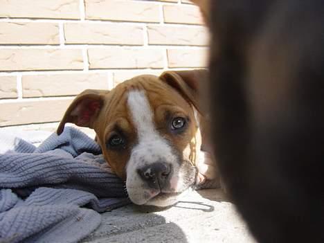 Amerikansk staffordshire terrier Destiny billede 3