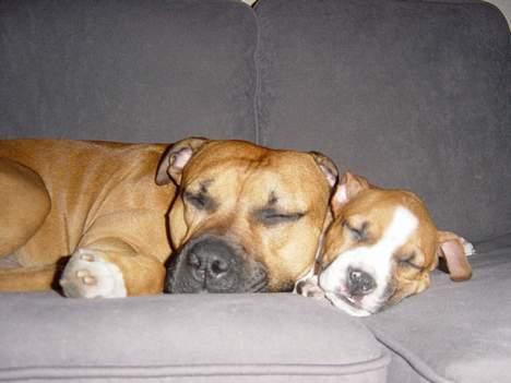 Amerikansk staffordshire terrier Destiny billede 4