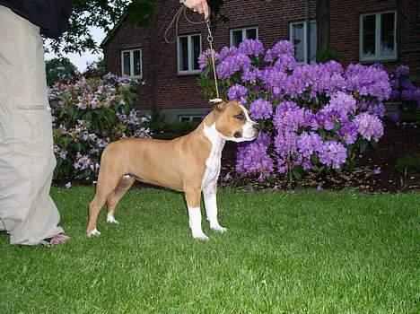 Amerikansk staffordshire terrier Destiny billede 5