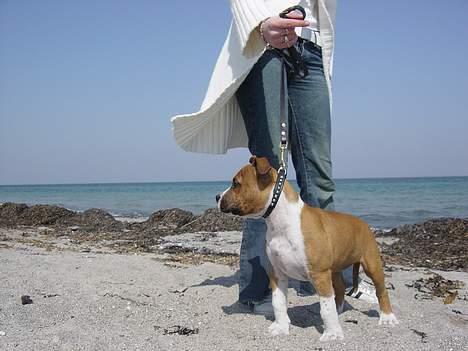 Amerikansk staffordshire terrier Destiny billede 6