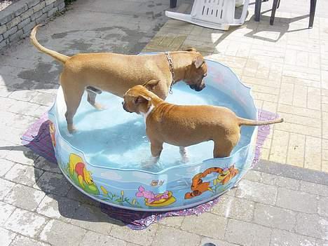 Amerikansk staffordshire terrier Destiny billede 7