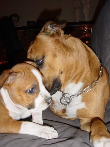 Amerikansk staffordshire terrier Destiny billede 8