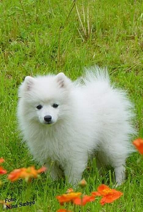 Japansk spids Nika - Her er hun som Hvalp...! billede 1