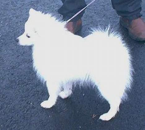 Japansk spids Nika - Her er Nika til sit første dyreskue... billede 2