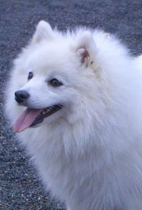 Japansk spids Nika - JaH, hun vil gerne have den godbid.-- NUHH!!!!! billede 3