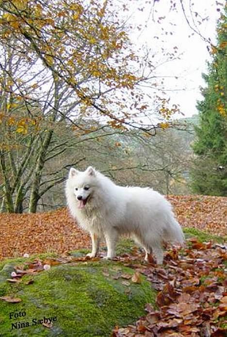 Japansk spids Nika - Nika er ude i skoven, og DET elsker hun... billede 4