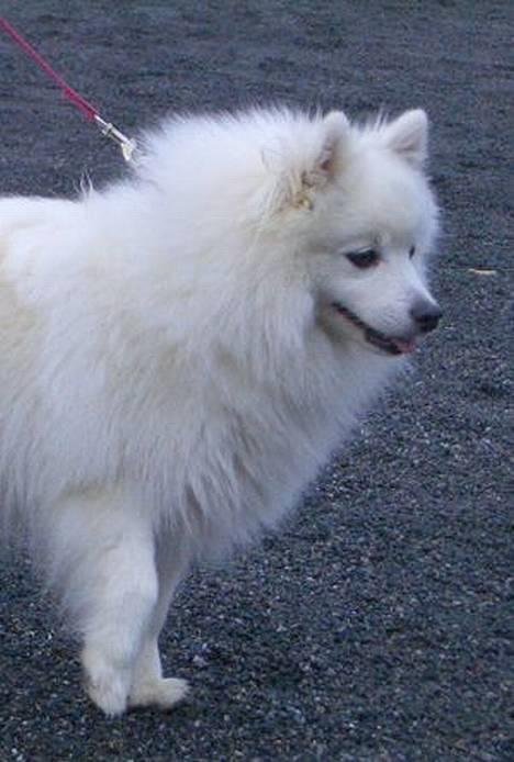 Japansk spids Nika - Her er hun dybt optaget af en lille Mini-puddel hund;9 billede 5