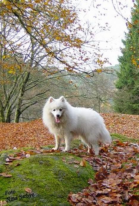 Japansk spids Nika - Nika i skoven igen..! billede 6