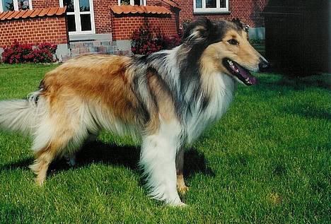 Collie langhåret Lassie - se mig lige er jeg ikke FIN.... billede 4