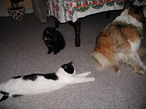 Collie langhåret Lassie - lad mig være Oskar, leg med fie istedet for...(fie er den sorte kat) billede 5