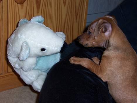 Dvaergpinscher Exigor's Enzo in Red - Vem är du? billede 6