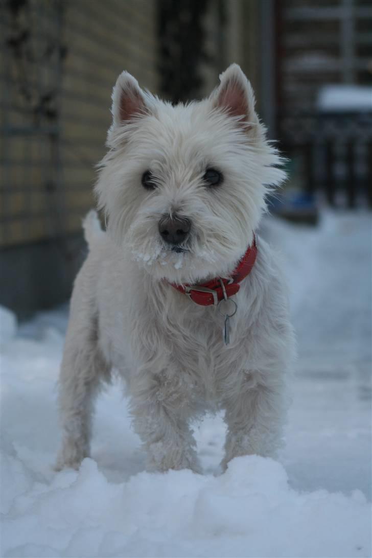 West highland white terrier Aira Robeerto "Berto".Min stjerne<3 - berto den 3 dec 2010... billede 2