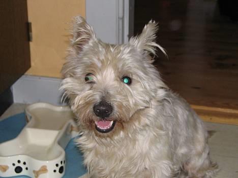 West highland white terrier Aira Robeerto "Berto".Min stjerne<3 - berto da vi fik ham den 4.12.04. billede 3