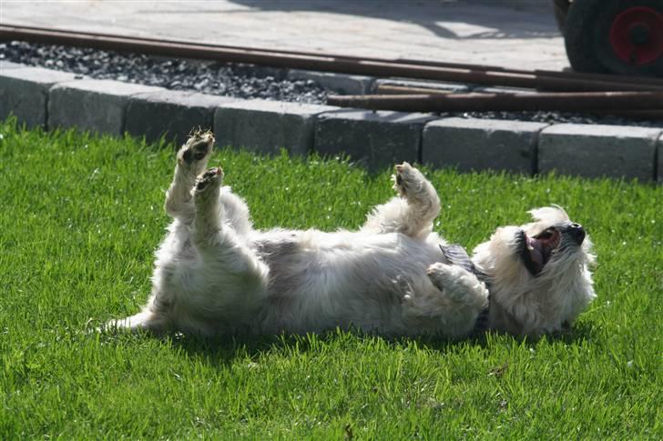 West highland white terrier Aira Robeerto "Berto".Min stjerne<3 - berto d.26.8.07... billede 4