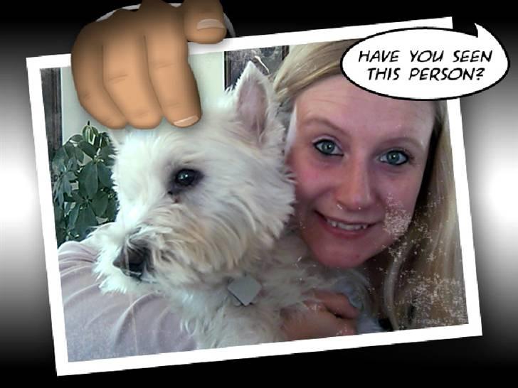 West highland white terrier Aira Robeerto "Berto".Min stjerne<3 - mig og berto d.5.3.10... billede 5