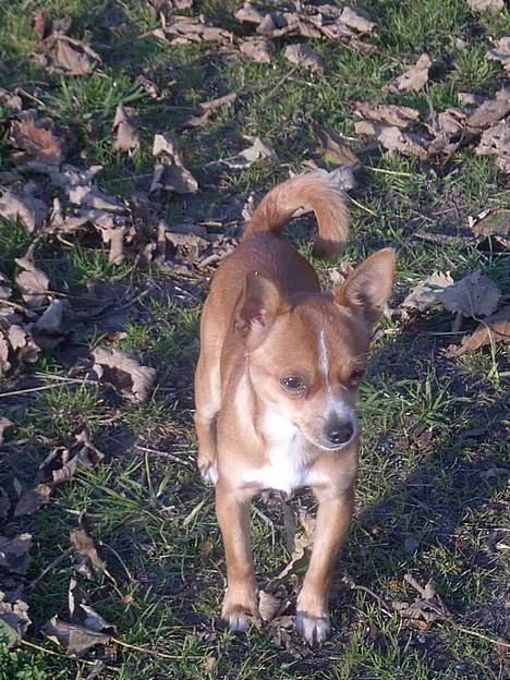 Chihuahua bøf!!!!!!!!! - ER jeg ikke bare for lækker,, eller hvad...... snuske.... billede 1