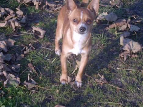 Chihuahua bøf!!!!!!!!! - TAG nu det billed, jeg gider ikke vente hele dagen.... billede 2
