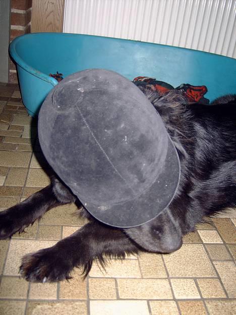 Blanding af racer Bailey*død* ;-( - Neejjjj jeg hader heste....... *GG* billede 5