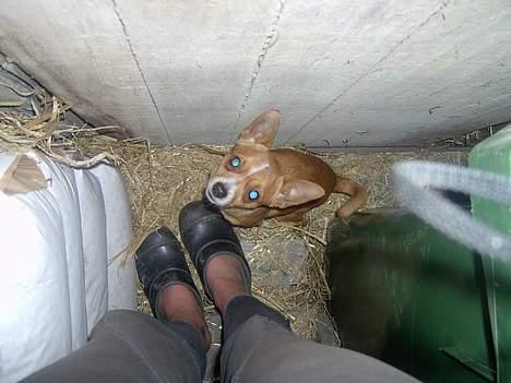 Chihuahua bøf!!!!!!!!! - TAG mig nu op, jeg er da så sød..... billede 3