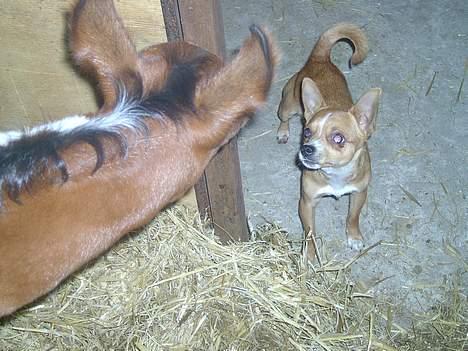 Chihuahua bøf!!!!!!!!! - Skal vi lege... billede 4