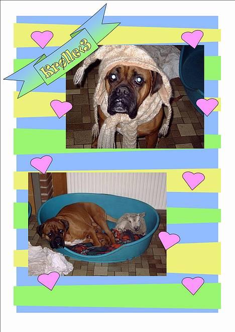 Boxer Krølle- Død - Jaa Rikke lavede lige noget med nogle billeder! flot! Respekt til hende ;P billede 10