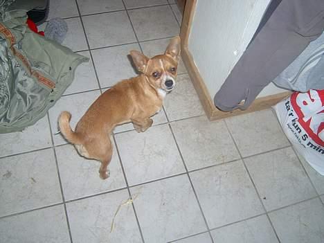 Chihuahua bøf!!!!!!!!! - Hvem glor du på, hva....???? billede 5