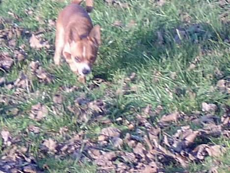 Chihuahua bøf!!!!!!!!! - hvor er mussen... ? hallo hvor er du.... billede 6