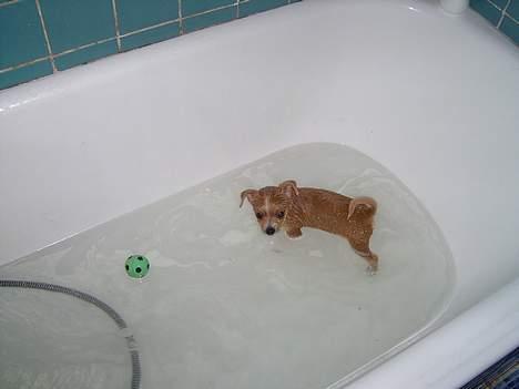 Chihuahua bøf!!!!!!!!! - Diameteren på bolden er ca 20 cm, hvis der er nogen der er tvilv... billede 7