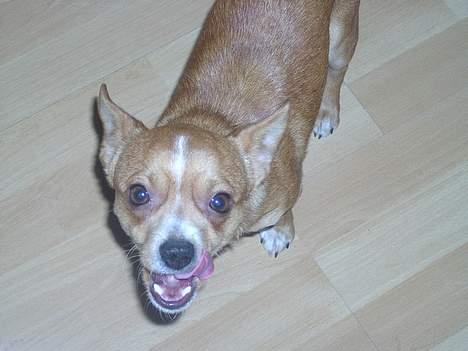 Chihuahua bøf!!!!!!!!! - Jeg er bare så træt af at synge.... billede 10