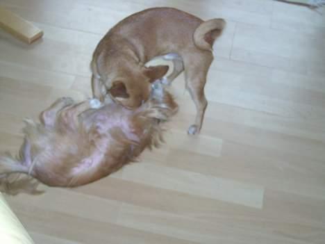 Chihuahua bøf!!!!!!!!! - GIv op, jeg har vundet.... chiken... smiler billede 9