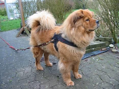 Blanding af racer Bertha - se der mor..! katten løber jo væk!  billede 1