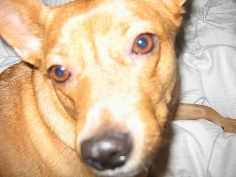 Blanding af racer * Mille * - TittehBøØh.. Blev du bange, jeg er nemliiih farliG!.. =D billede 4