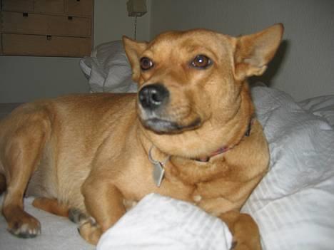 Blanding af racer * Mille * - "Arhhhh! . deet er dejligt at ligge her og dovne hele den lange aften og natten med! Hehe!" billede 3