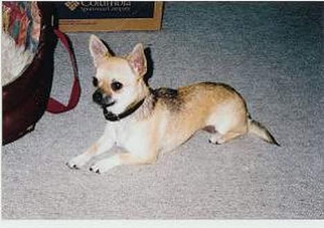 Chihuahua candy billede 1