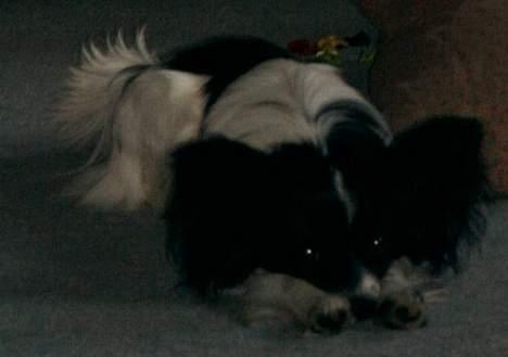 Papillon Luffe - han er da får sød er han ikk? billede 3