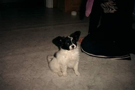 Papillon Luffe - nååååååååhhhhhhhh han er da en man har løst til at lege med hva? billede 4