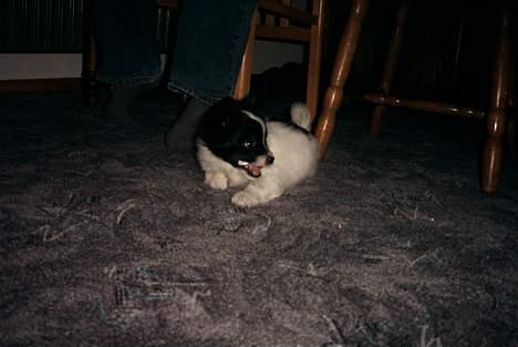 Papillon Luffe - yes der har han fået fat i noget han ikk måtte..... billede 5