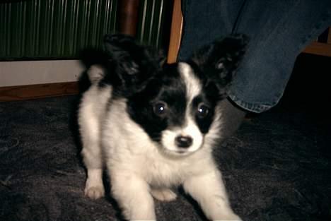 Papillon Luffe - der var han ved at snuse til kameraet....sødt ikk billede 6