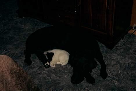 Papillon Luffe - og her ham vi ham sammen med vores anden hund some er blevet aflivet......han var eler sød billede 7